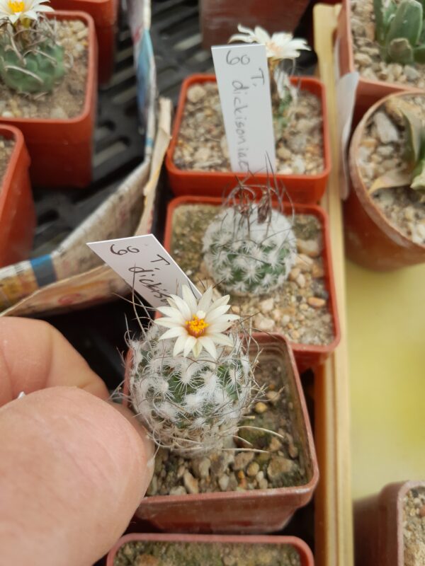 Turbinicarpus schmiedickianus ssp dickisoniae