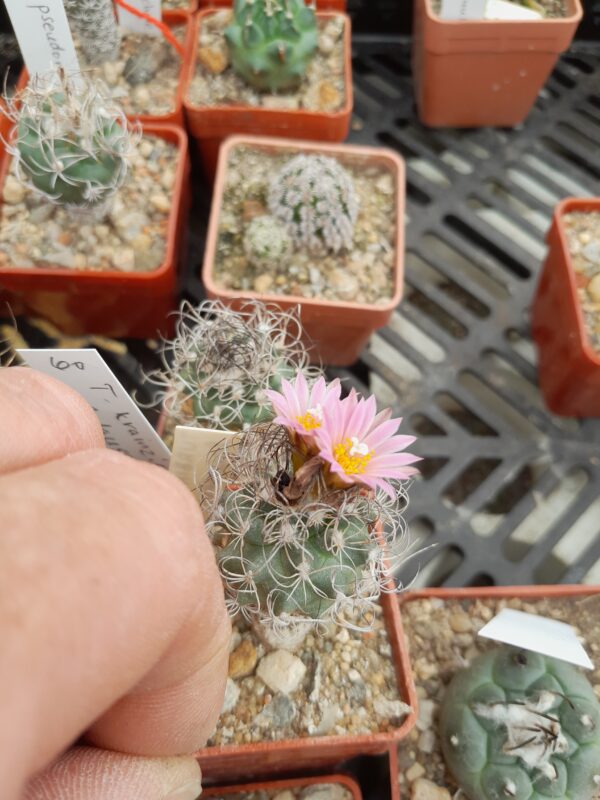 Turbinicarpus krainzianus f. lausseri