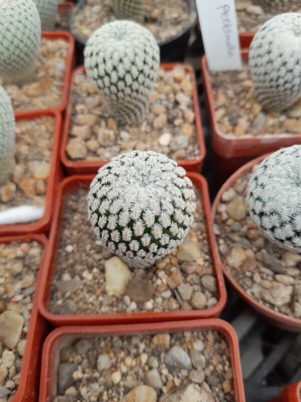Solisia pectinata