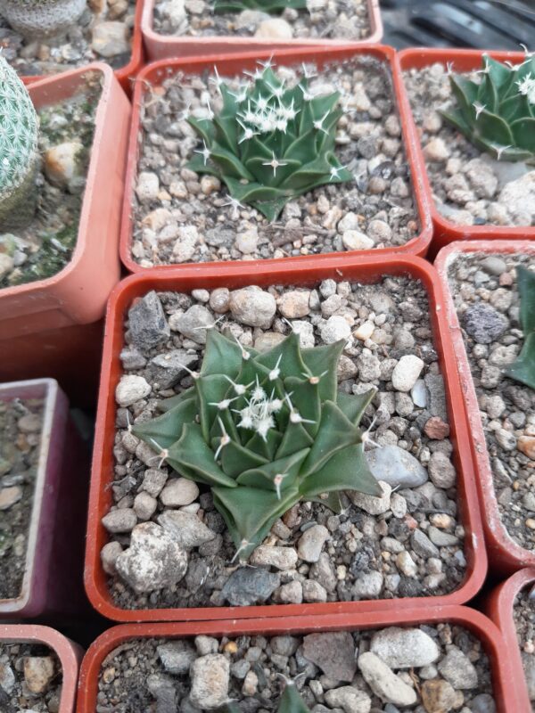 Obregonia denegrii