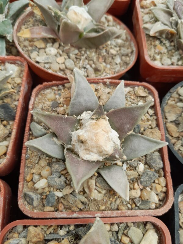 Ariocarpus retusus