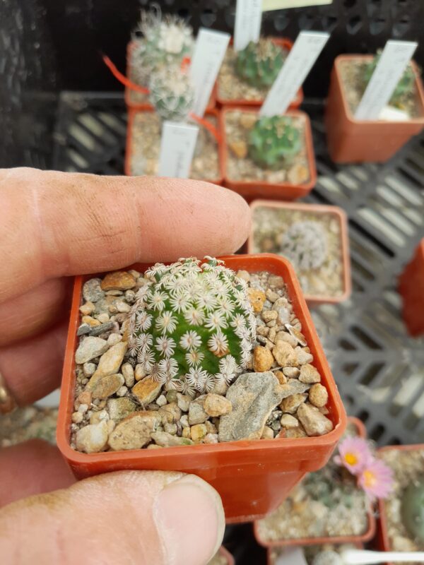 Mammillaria hernandezii