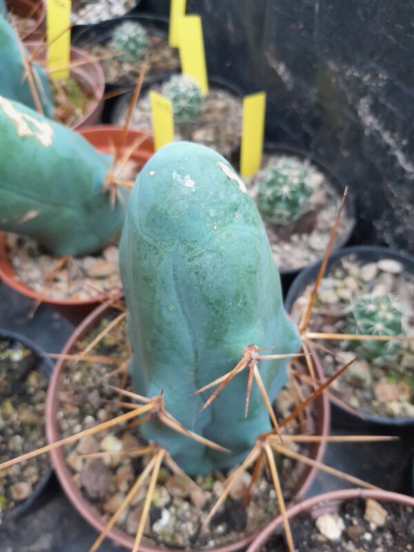 Echinopsis lageniformis f. monstruosus