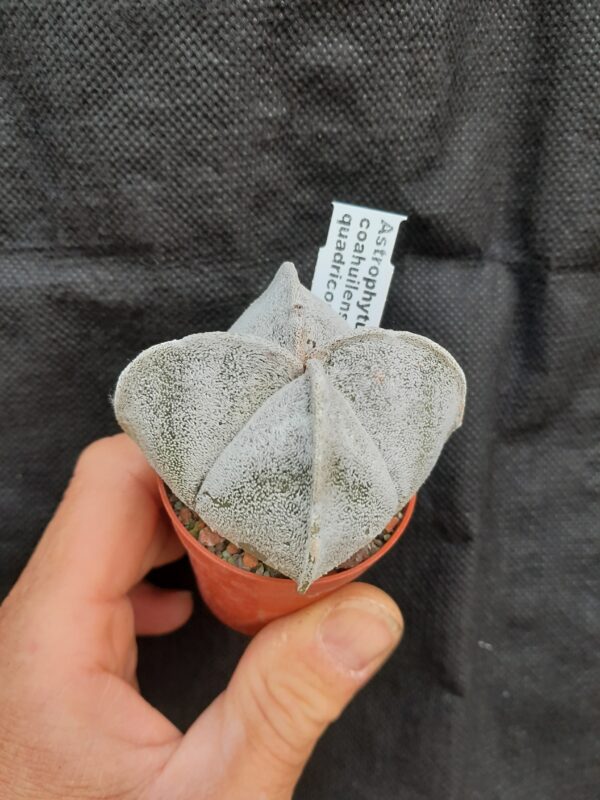Astrophytum coahuilense f. quadricostatum