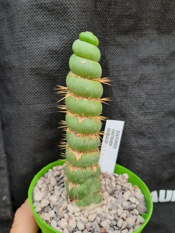 Eulychnia castanea cv. Spiralis
