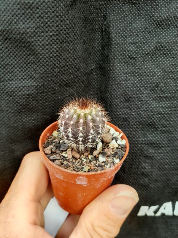 Uebelmannia pectinifera