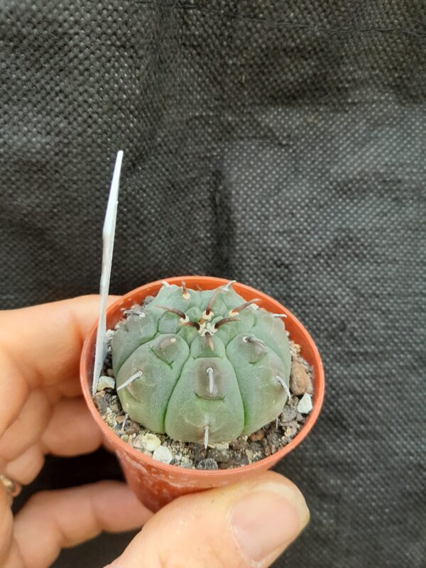 Gymnocalycium vatteri f. unguispinum