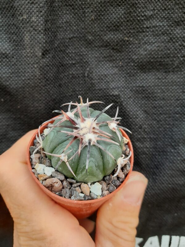 Echinocactus horizonthalonius, Huizache, San Luis Potosi