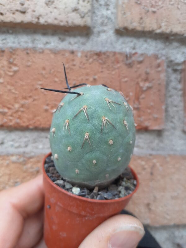 Tephrocactus geometricus