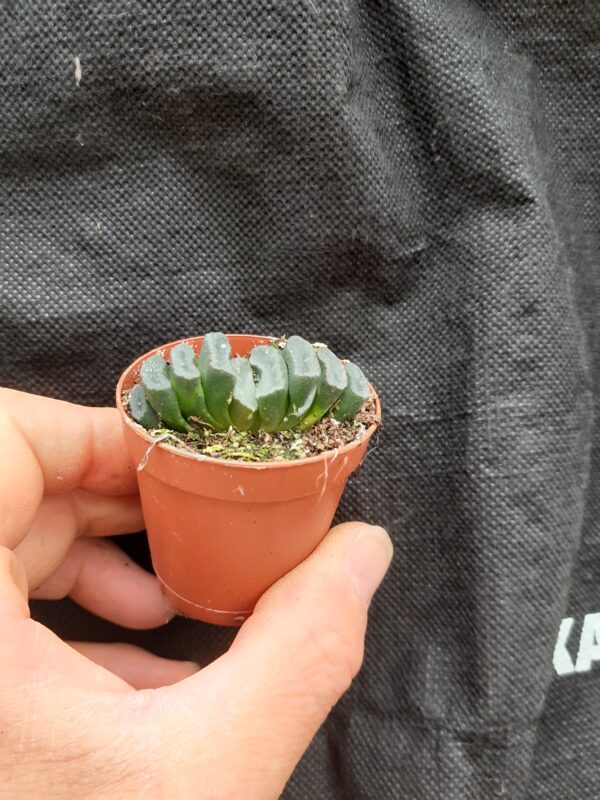 Haworthia truncata