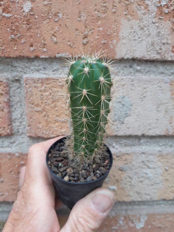 Cleistocactus fieldianus