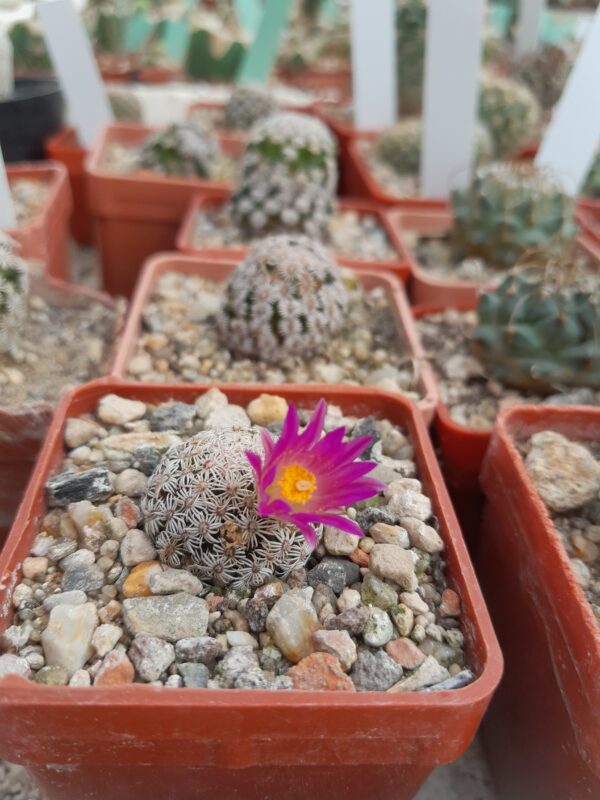 Mammillaria hernandezii - Image 2