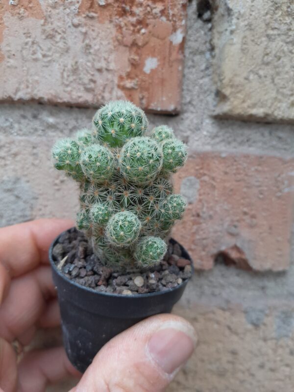 Mammillaria schiedeana ssp. giselae