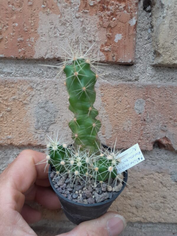 Echinocereus enneacanthus