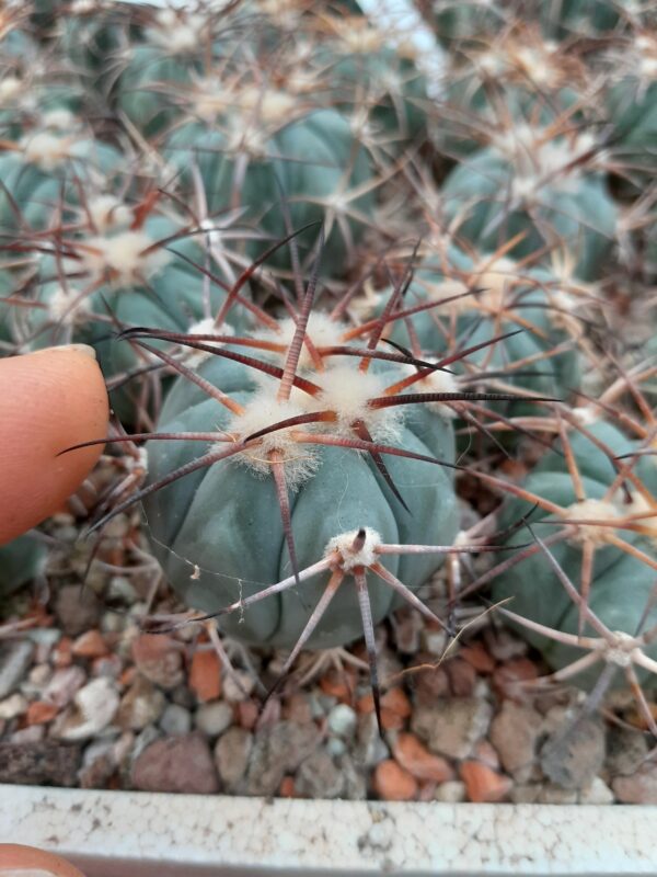 Echinocactus horizonthalonius, El Hundido, Coahuila