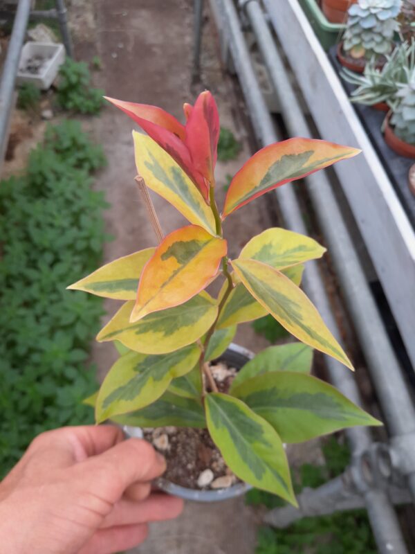 Pereskia aculeata cv. Godseffiana Variegata