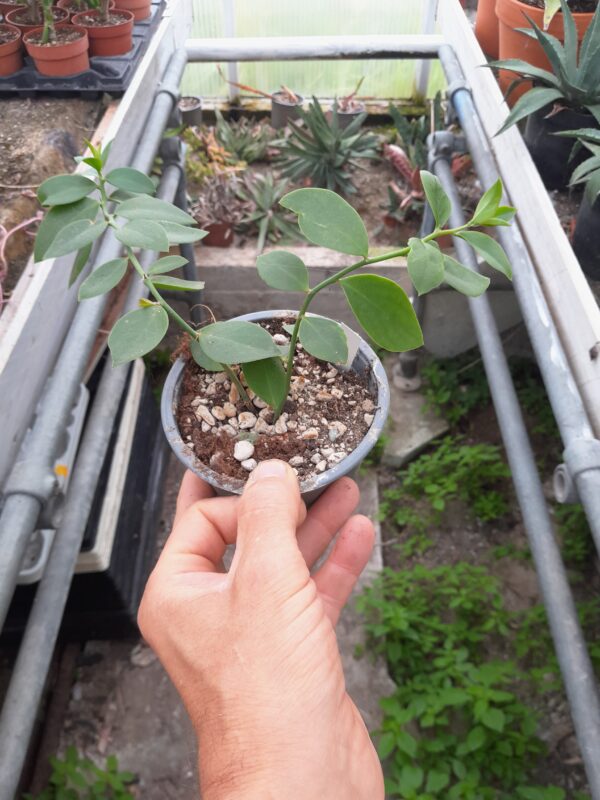 Pereskia weberiana