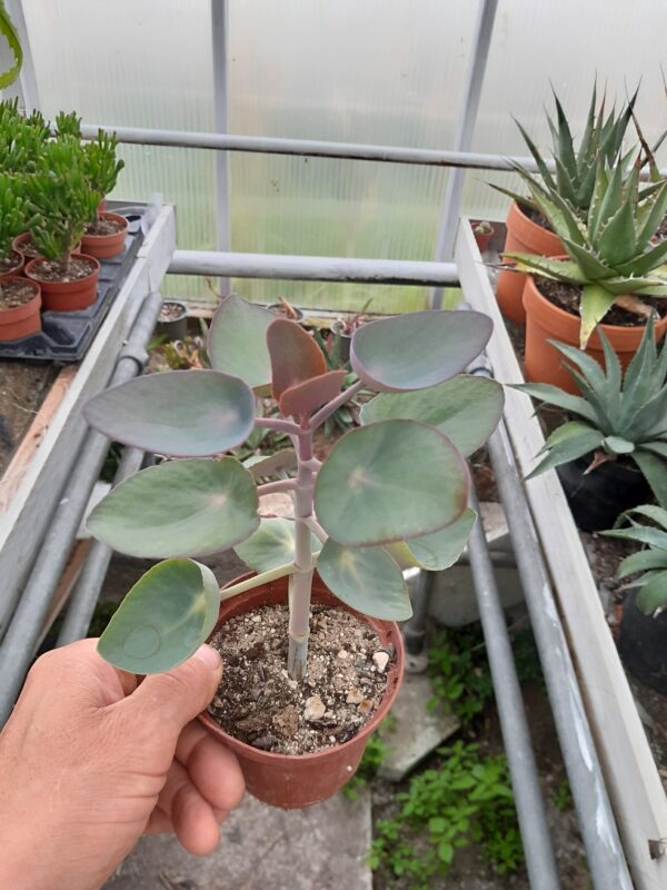 Kalanchoe nyikae