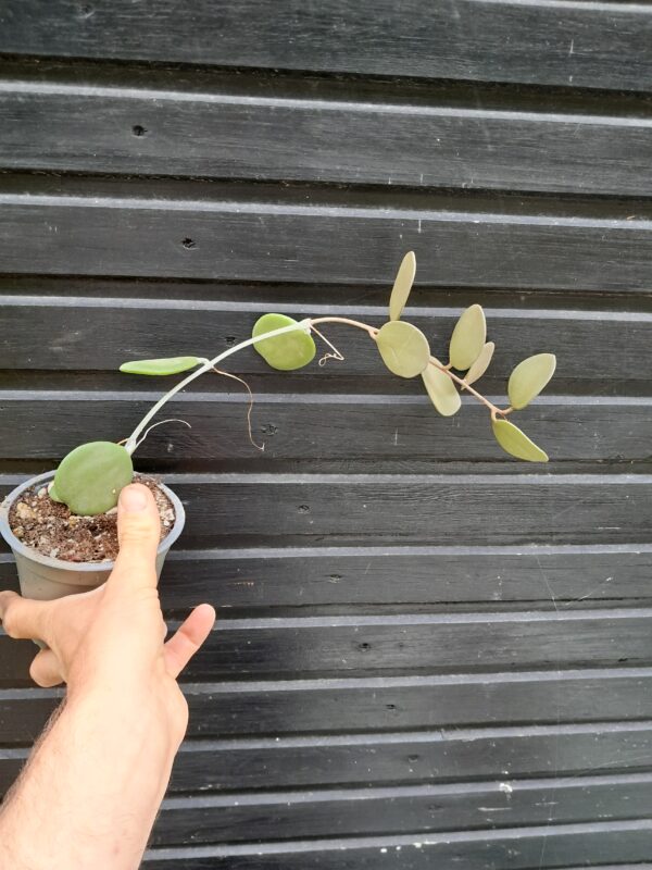 Xerosicyos danguyi
