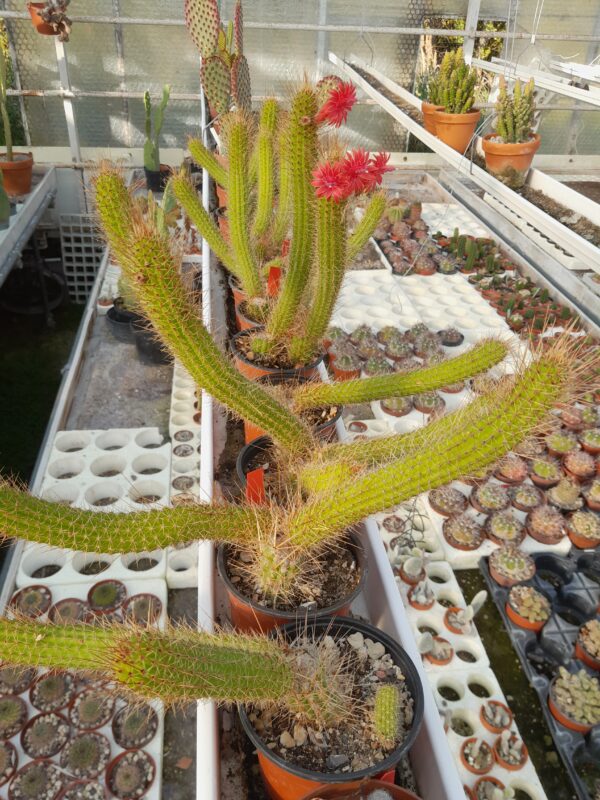 Cleistocactus samaipatanus (=Borzicactus samaipatanus) - Image 2