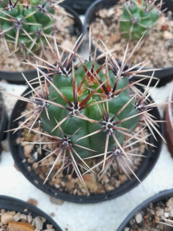 Gymnocalycium achirasense