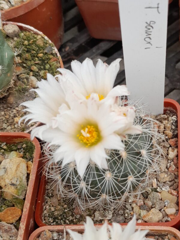 Turbinicarpus saueri