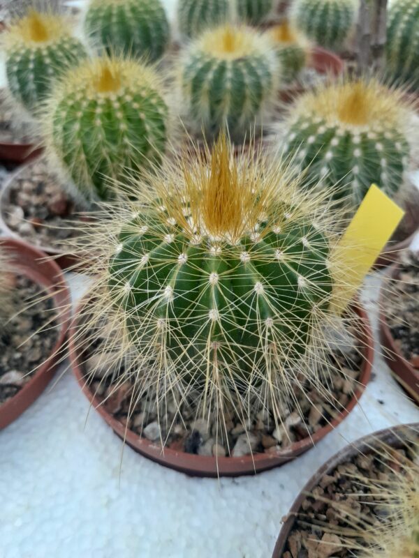 Parodia warasii