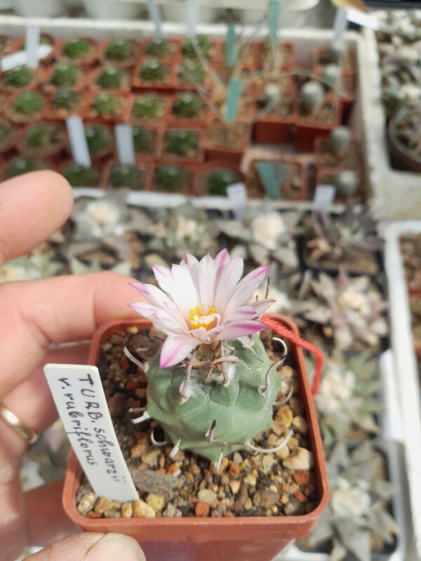Turbinicarpus schmiedickianus ssp. rubriflorus