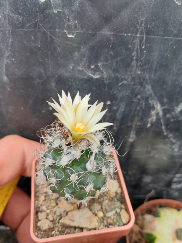 Turbinicarpus pseudomacrochele ssp. krainzianus