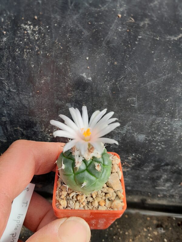 Turbinicarpus lophophorioides