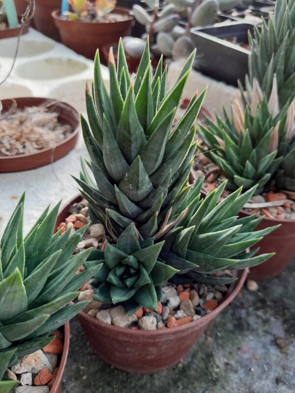 Haworthia glauca