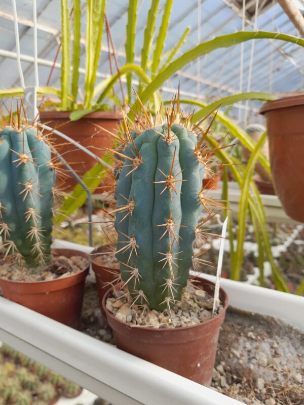 Browningia hertlingiana