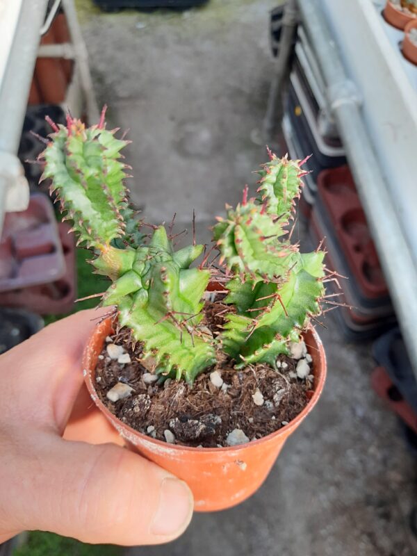 Euphorbia horrida f. monstruosa