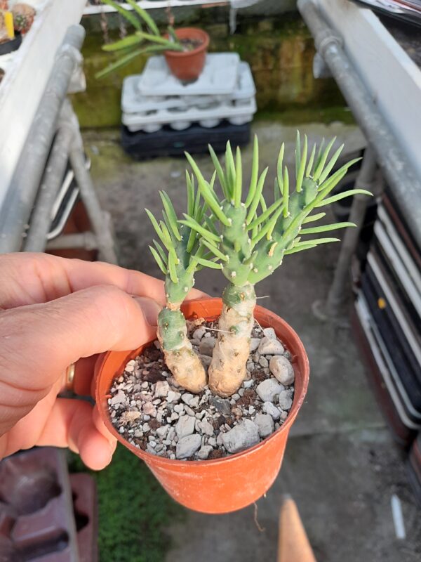 Austrocylindropuntia verschaffeltii