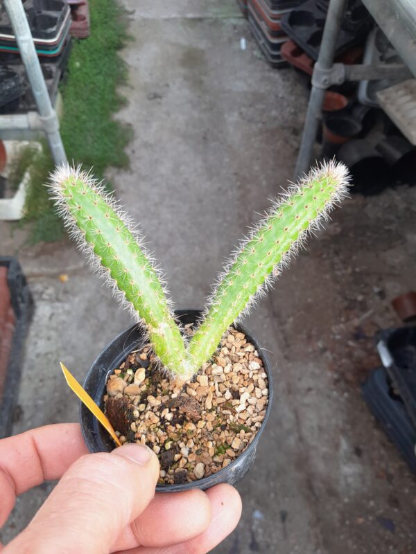 Cleistocactus baumannii v paraguariensis