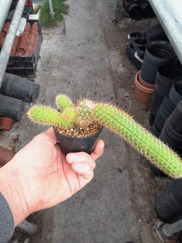Cleistocactus winteri (=Hildewintera aureispina)