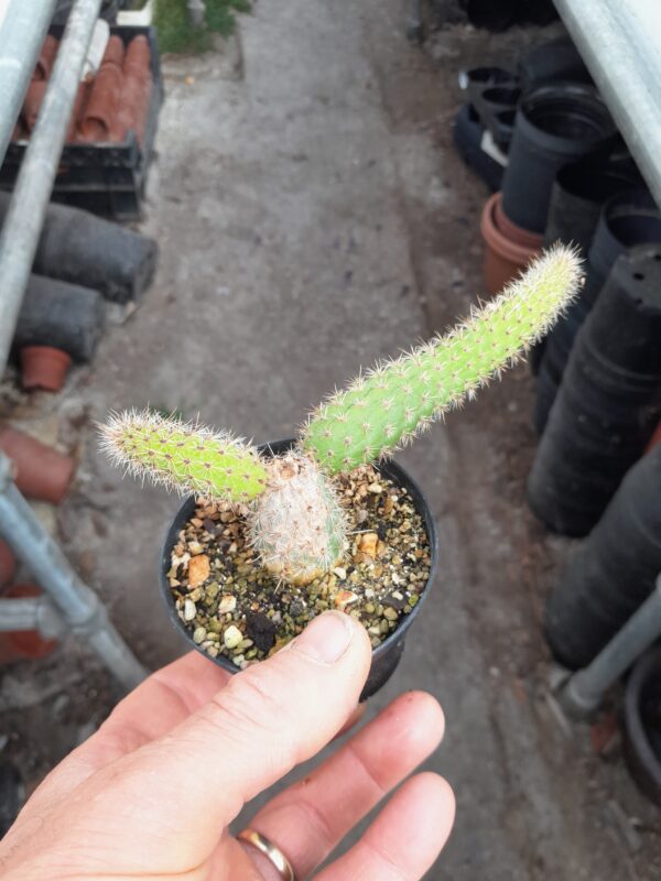 Cleistocactus baumannii ssp horstii