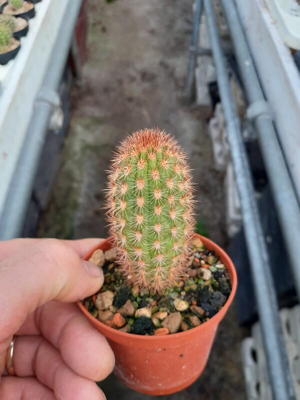 Haageocereus acranthus ssp olowinskianus