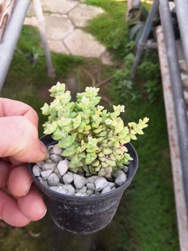 Crassula cv. Tom Thumb