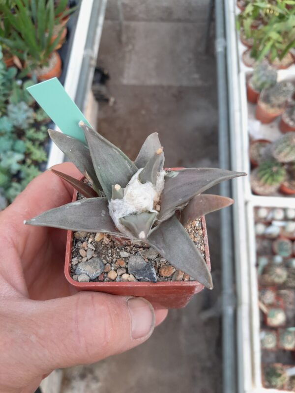 Ariocarpus retusus f. elongatus