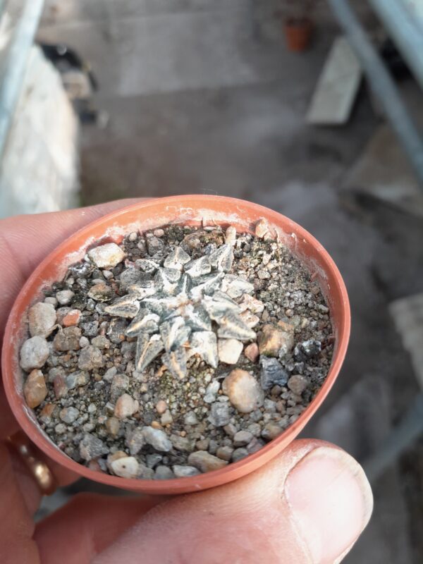 Ariocarpus kotschoubeyanus