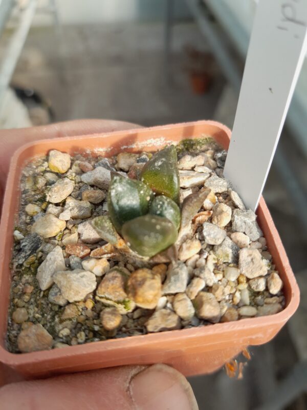 Ariocarpus fissuratus v lloydii
