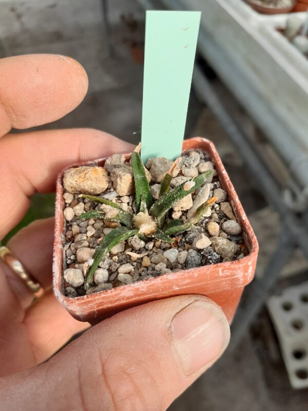 Ariocarpus agavoides