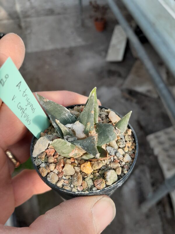 Ariocarpus trigonus f. confusus