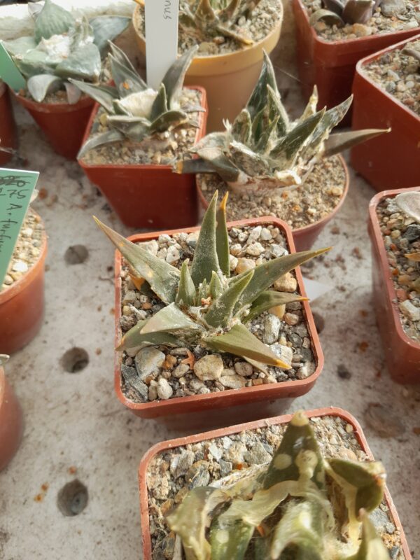 Ariocarpus trigonus