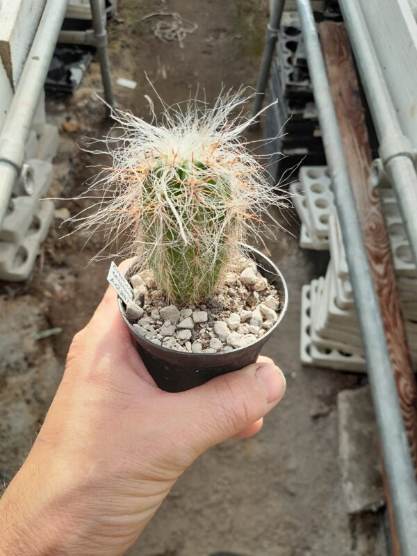 Oreocereus celsianus