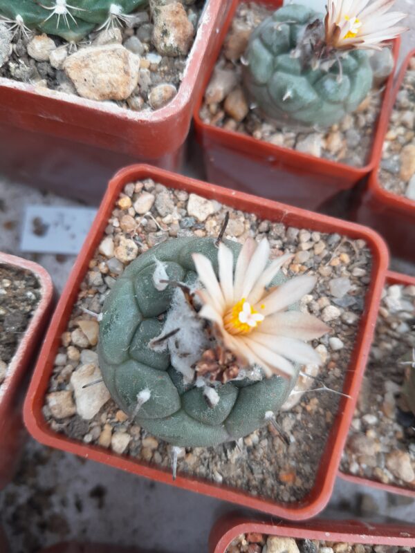 Turbinicarpus schmiedickeanus ssp. jauernigii