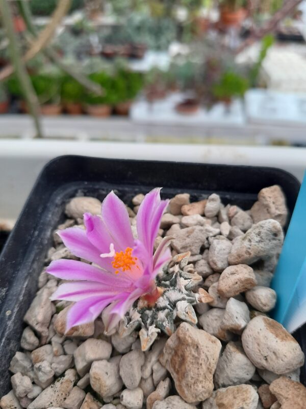 Ariocarpus kotschoubeyanus - Image 2
