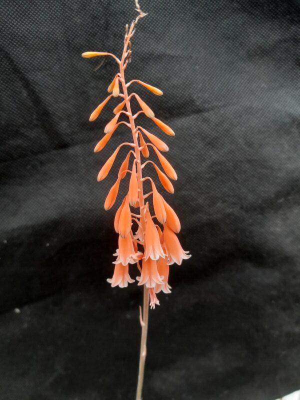 Aloe bellatula - Image 2