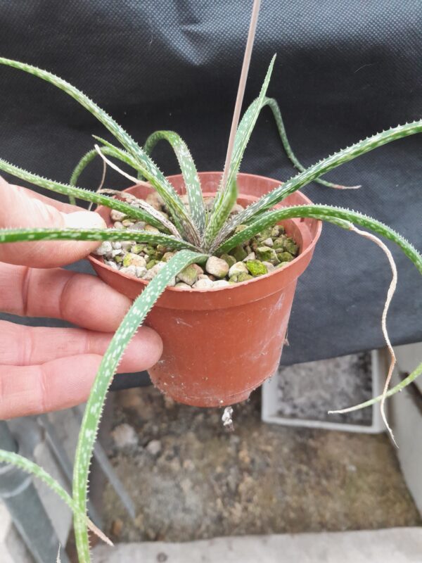 Aloe bellatula